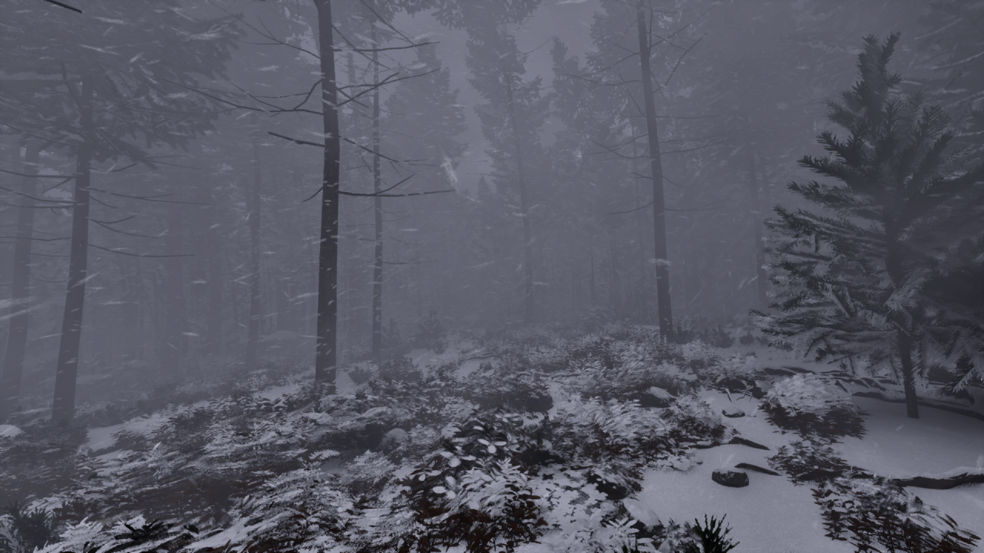 And snowy forest